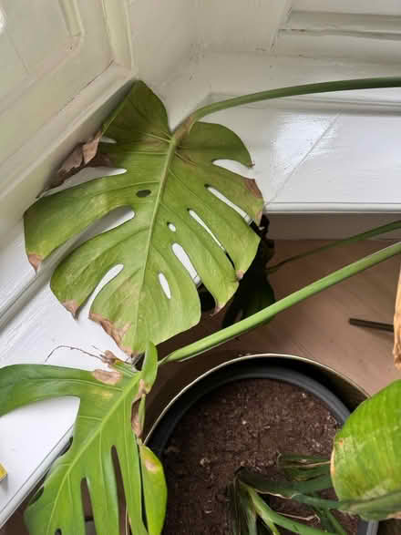 Photo of free Monstera in a large pot (Crosspool) #1