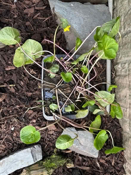 Photo of free Pond Plants - LAST FEW LEFT (Ulverley Green B91) #2