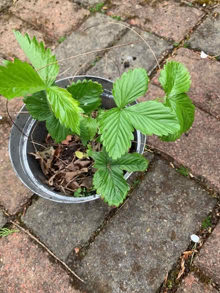Photo of free Woodland strawberry plant (Quernmore LA1) #1