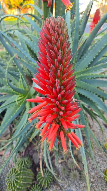 Photo of free Aloe Cuttings (San Jose) #4