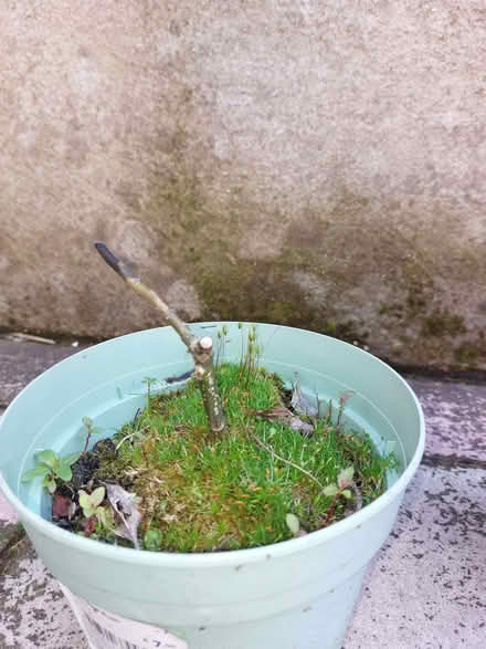 Photo of free Holly plants (Penryn TR10) #2