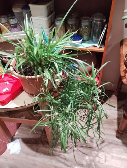 Photo of free Spider Plant (Bratton) #1