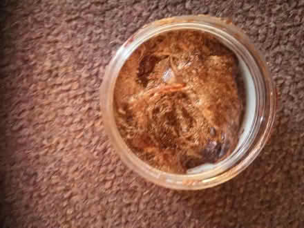 Photo of free Hair & body shimmer (Bearwood BH11) #2