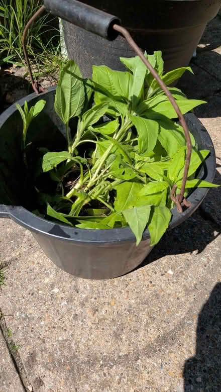 Photo of free Sunchoke rooted shoots and tubers (Castlepoint BH8) #1