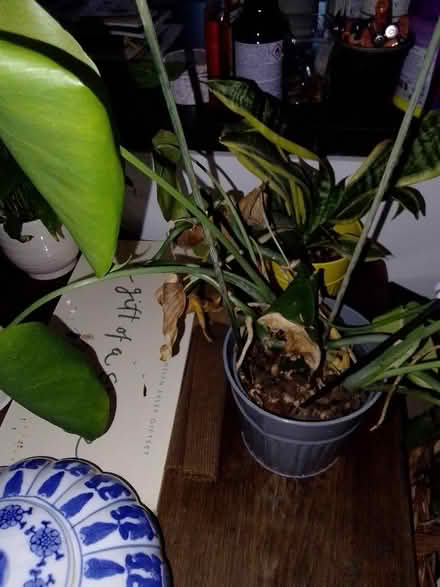 Photo of free 2x indoor plants (Home PO15) #2