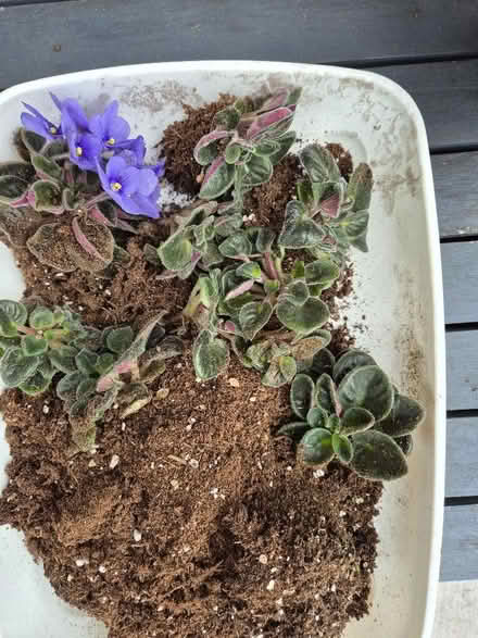 Photo of free African violets (Tytherington SK10) #1