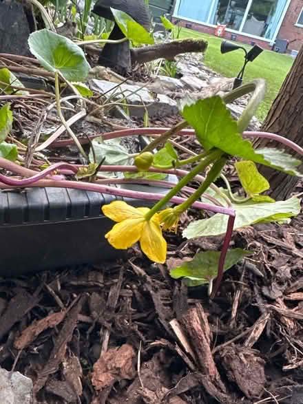 Photo of free Pond Plants - LAST FEW LEFT (Ulverley Green B91) #1