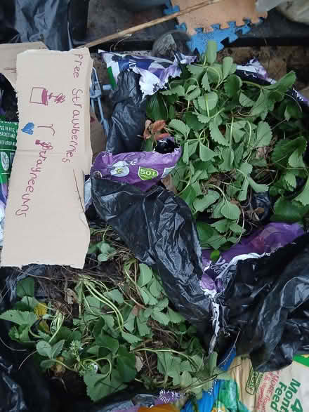 Photo of free Bag of 10 strawberry plants (Penrith CA11) #1