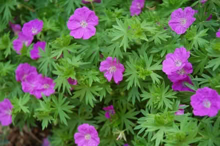 Photo of free Hardy Geranium (Mulock & Yonge St) #1