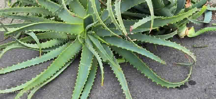 Photo of free Aloe Cuttings (San Jose) #1