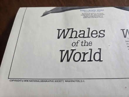 Photo of free National Geographic whale poster (Kenson Park) #1