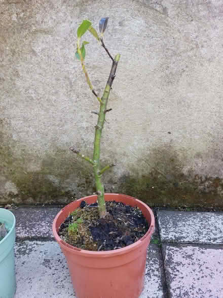 Photo of free Holly plants (Penryn TR10) #1