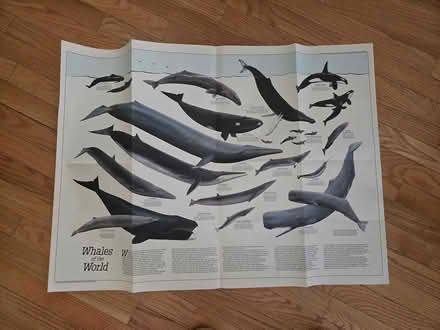 Photo of free National Geographic whale poster (Kenson Park) #2