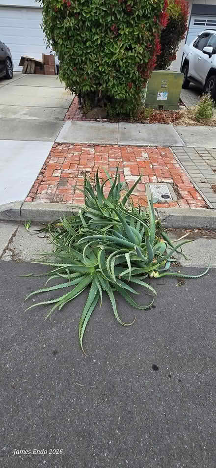Photo of free Aloe Cuttings (San Jose) #2