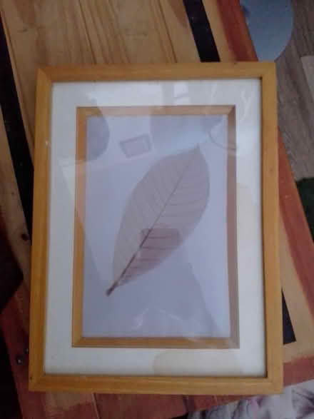 Photo of free Leaf picture (Home PO15) #1