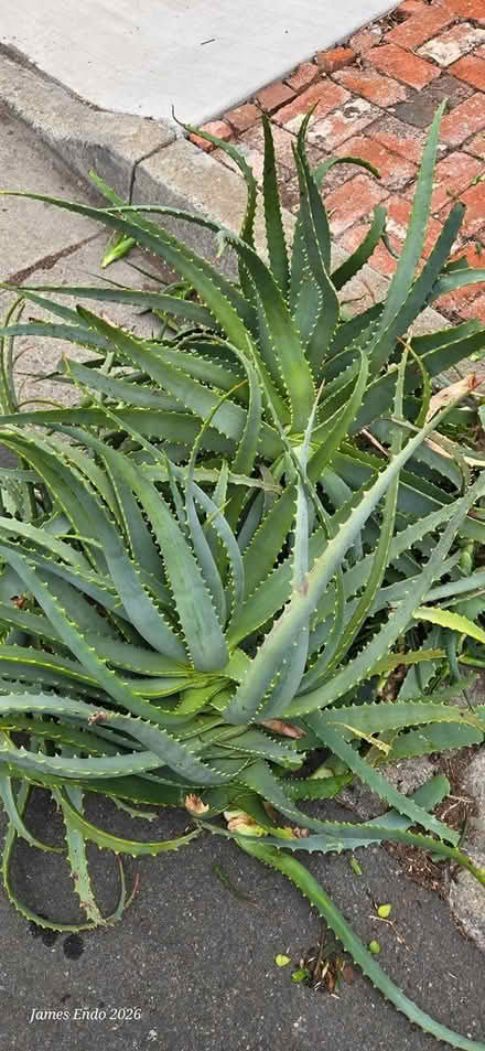 Photo of free Aloe Cuttings (San Jose) #3