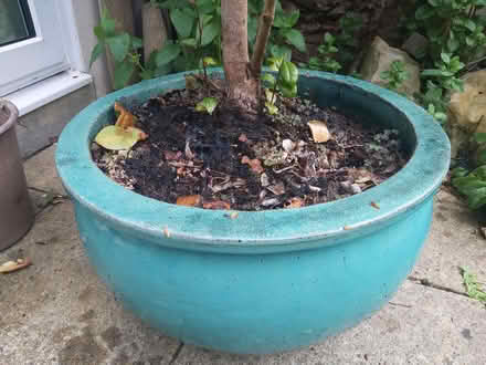 Photo of Large garden shrub pot (Bathampton BA2) #1