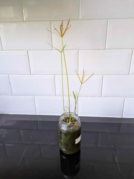 Photo of free Umbrella papyrus plant (Cheltenham GL51) #1