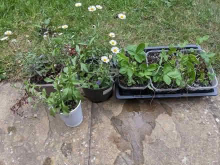 Photo of free Plants: 3 alpine strawberries, 3 mexican flea daisies (Hobson's Monument CB2) #1