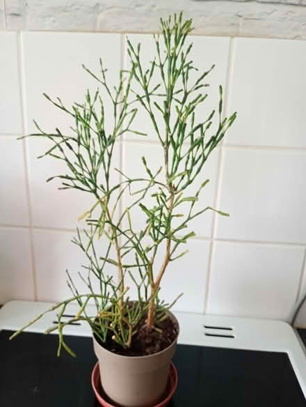 Photo of free Mistletoe cactus plant (Cowley Oxford) #1