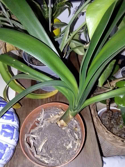 Photo of free 2x indoor plants (Home PO15) #1