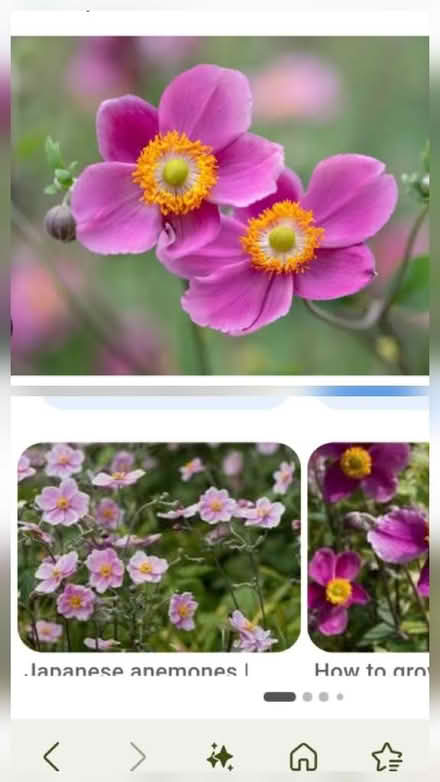 Photo of Japanese Anemone - pink (Sutton HU8) #1