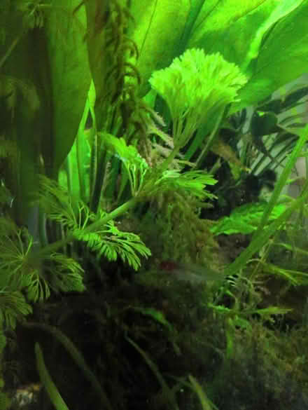 Photo of free Amazon Sword aquarium plant (Bear Flat, Bath BA24) #4