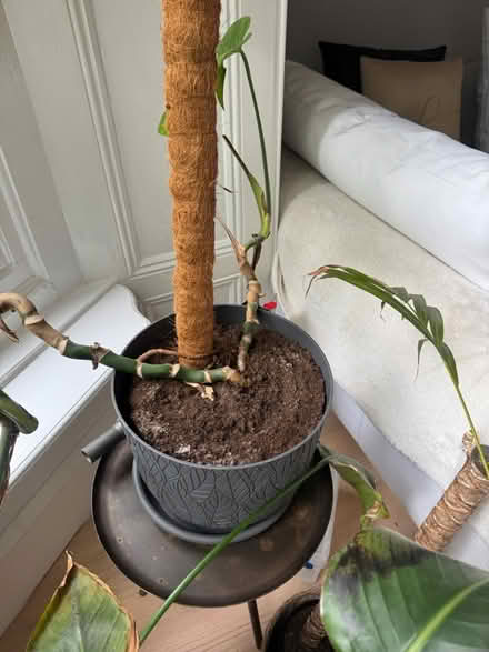 Photo of free Monstera in a large pot (Crosspool) #2