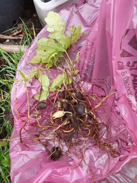 Photo of free Oak saplings (New Greens AL3) #1