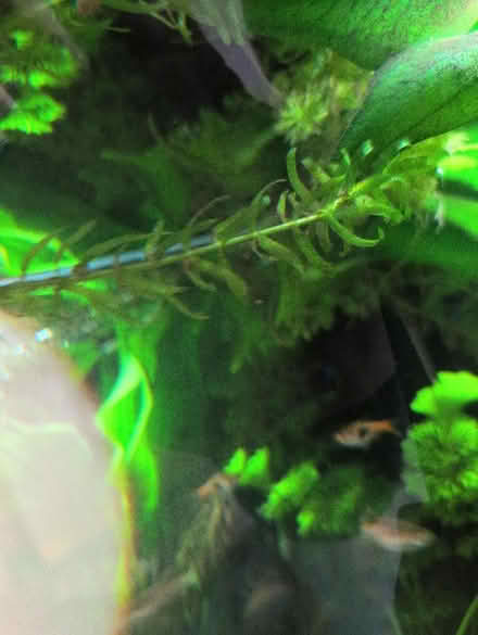 Photo of free Amazon Sword aquarium plant (Bear Flat, Bath BA24) #3