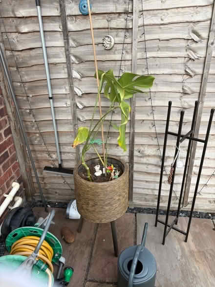 Photo of free Cheese plant (Cov CV3) #1