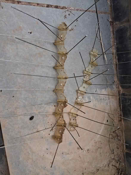 Photo of free Anti roosting spikes (Broadsands TQ4) #1