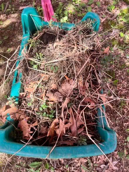 Photo of free Mint (Lunenburg) #1