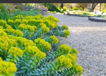 Photo of Euphorbia plant or seedlings (Stroud Merrywalks GL5) #1