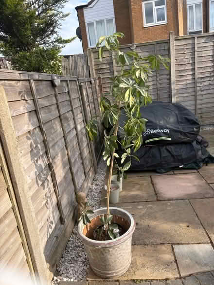 Photo of free Umbrella plant (Cov CV3) #1