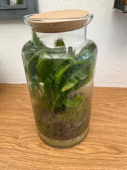 Photo of free Large terrarium planter (East Twerton BA2) #1