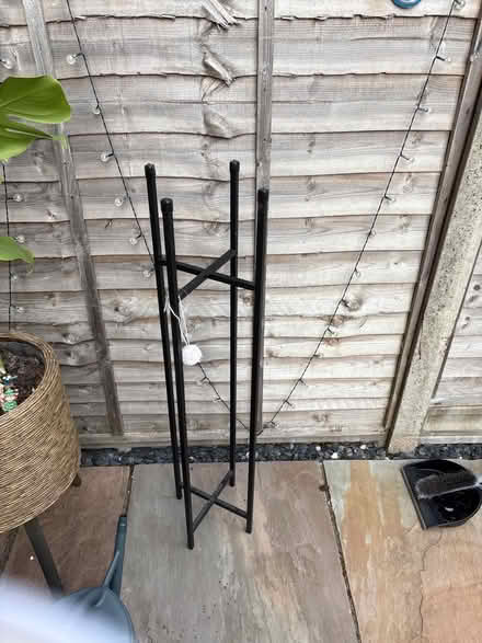 Photo of free Umbrella plant (Cov CV3) #2