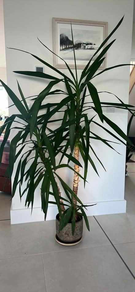 Photo of free Yukka Plant (Newcourt EX2) #1