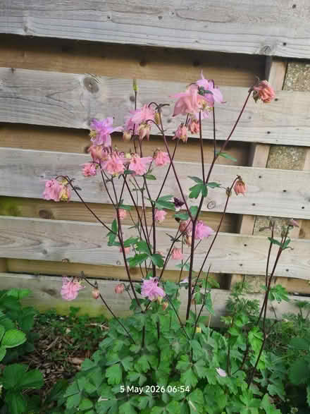 Photo of free Columbine Seedlings (Elborough BS24) #2