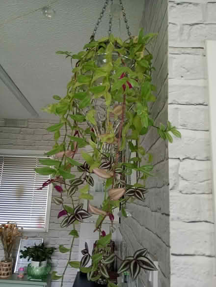 Photo of free Tradescantia plant (Cowley Oxford) #1