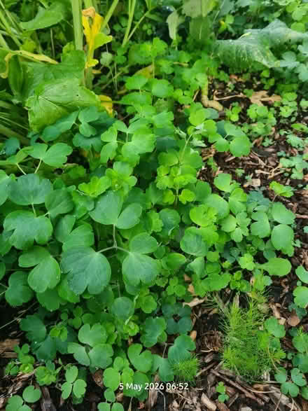 Photo of free Columbine Seedlings (Elborough BS24) #1