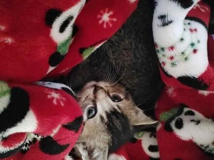 Photo of new edition 5week old female kitten (Northeast washington Dc) #2