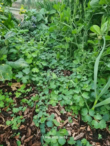 Photo of free Columbine Seedlings (Elborough BS24) #3