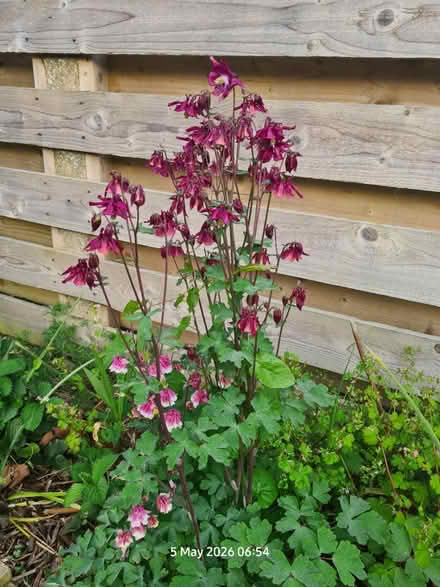 Photo of free Columbine Seedlings (Elborough BS24) #4