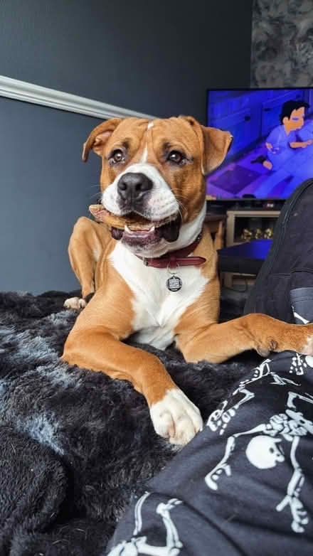 Photo of Large plastic dog bed (Flanderwell S66) #2