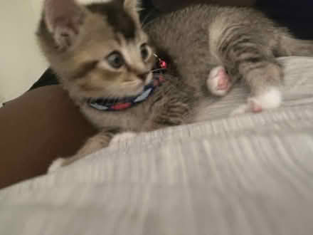 Photo of new edition 5week old female kitten (Northeast washington Dc) #1