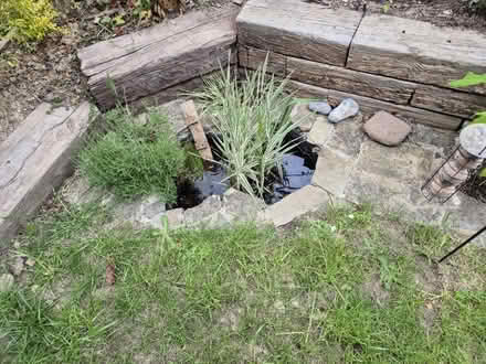 Photo of free Small Pond (Horsham) #1