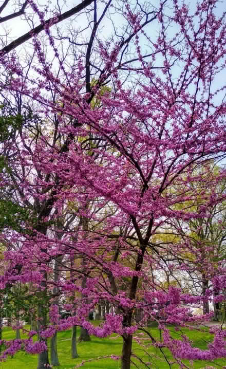 Photo of free Young Eastern Redbud tree (Forest Glen) #2