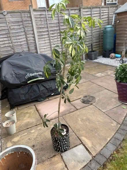 Photo of free Umbrella plant (Cov CV3) #1