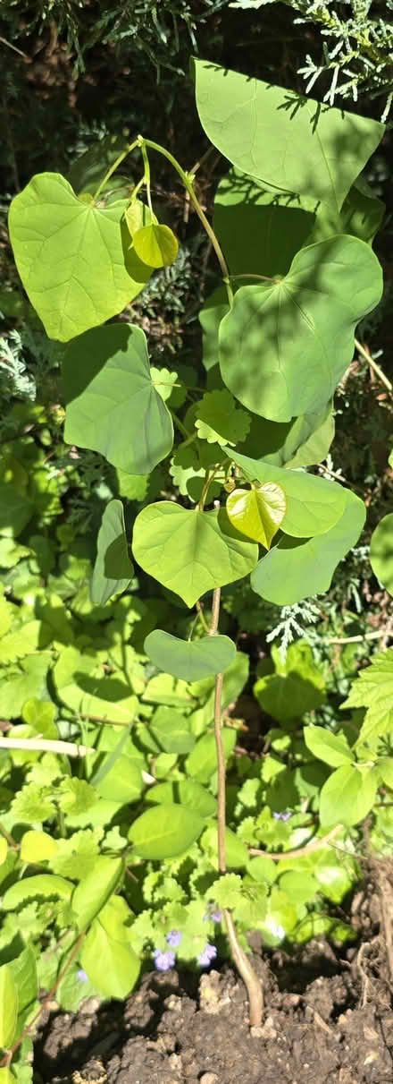 Photo of free Young Eastern Redbud tree (Forest Glen) #1